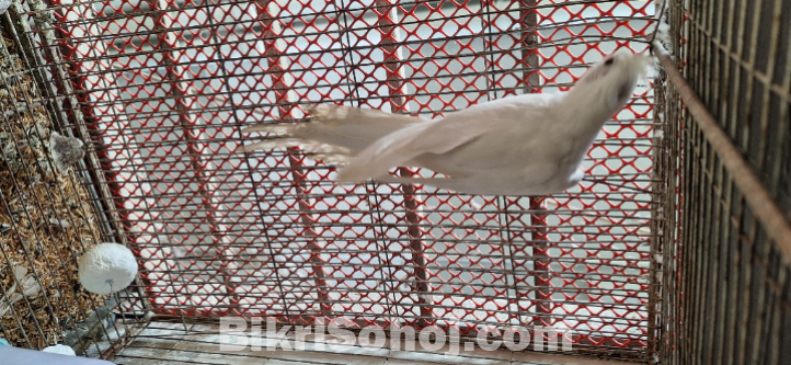 এলভিনো কোকাটেল